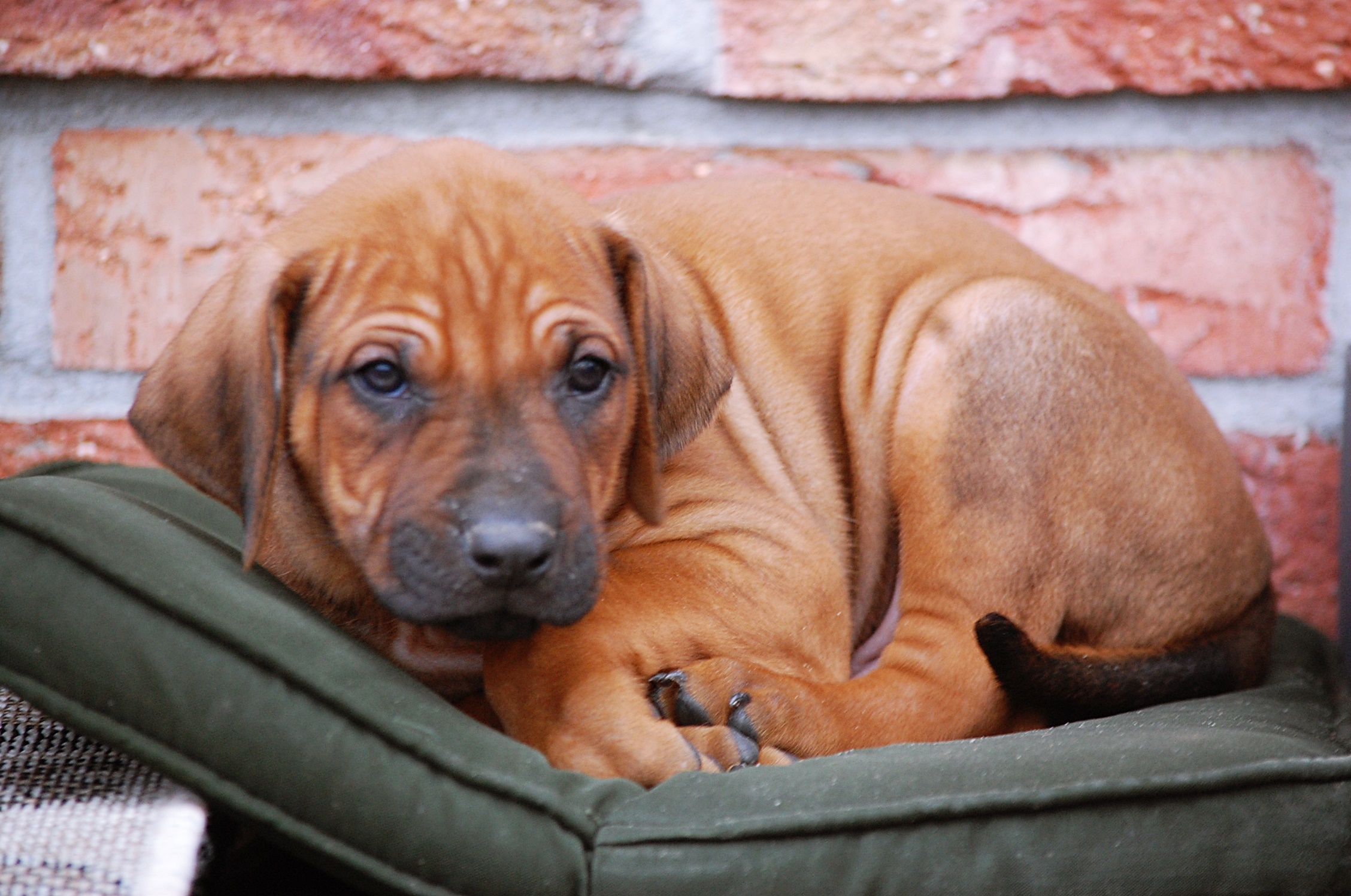 Nero - Herr Dunkelblau - vergeben