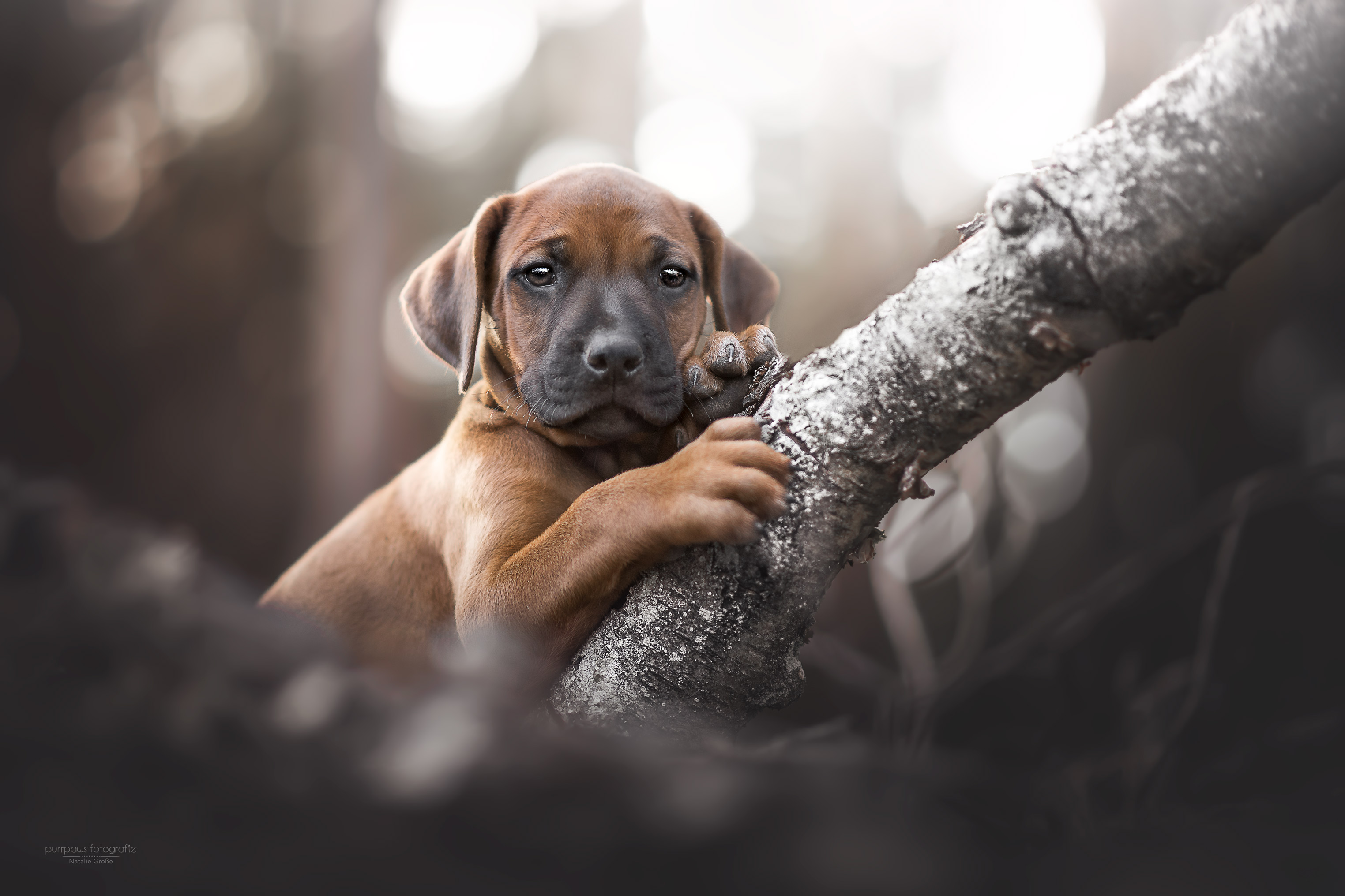 Quentin Chuma - Herr Schwarz