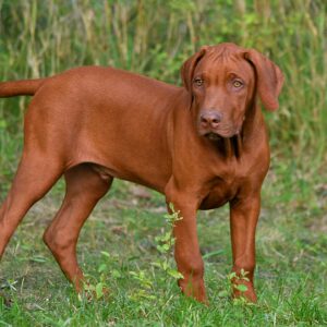 Wodan out of africa sucht noch seine Familie